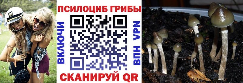 Галлюциногенные грибы Psilocybine cubensis  Химки 